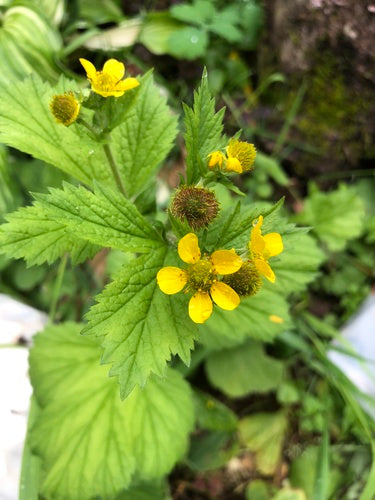 Large Leaved Avens