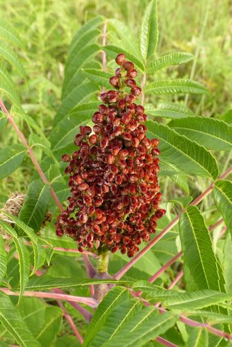 Smooth Sumac