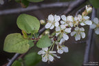 Klamath Plum