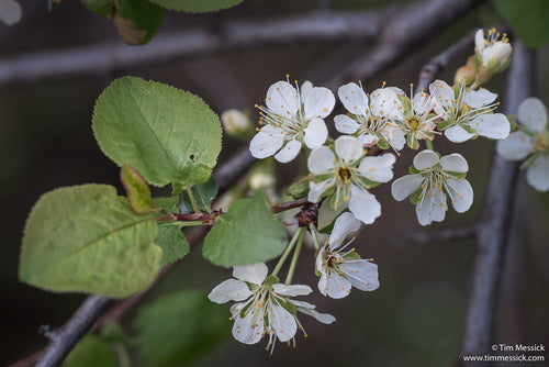 Klamath Plum