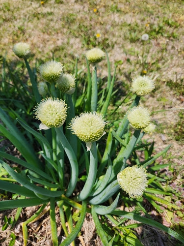 Welsh Onion