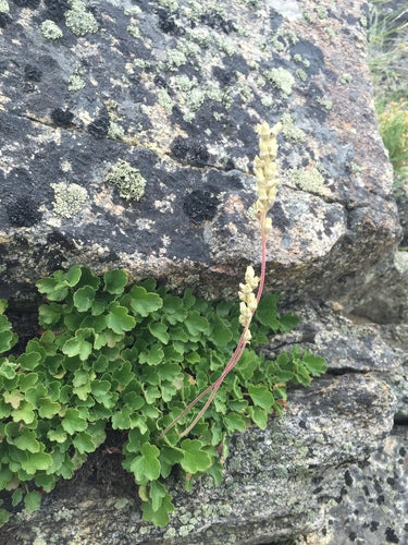 Gooseberry Alumroot