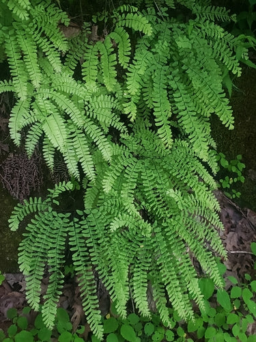 Maidenhair Fern