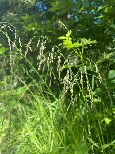 Tall Manna Grass
