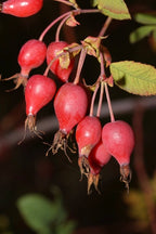 Clustered Wild Rose