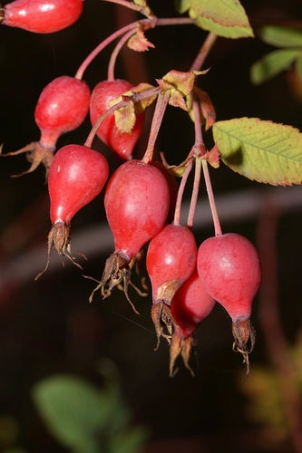 Clustered Wild Rose