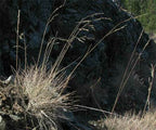 Roemer's Fescue