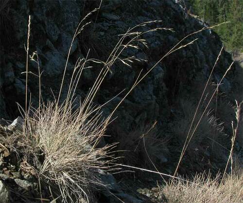 Roemer's Fescue