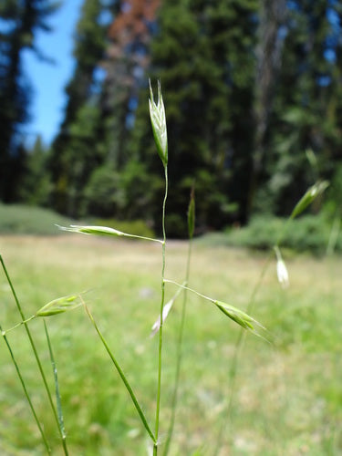 California Oatgrass