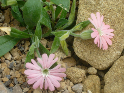 Hooker's Catchfly
