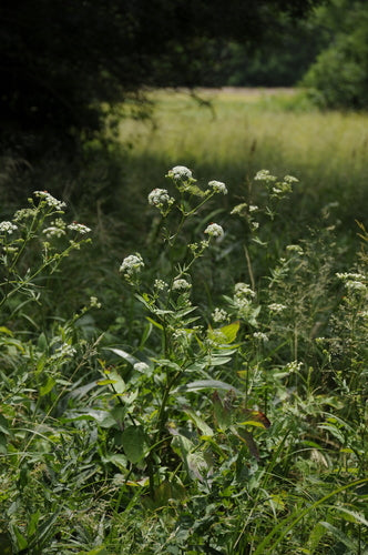 Skirret