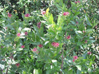 Spicebush