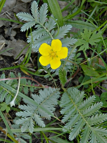 Pacific Silverweed