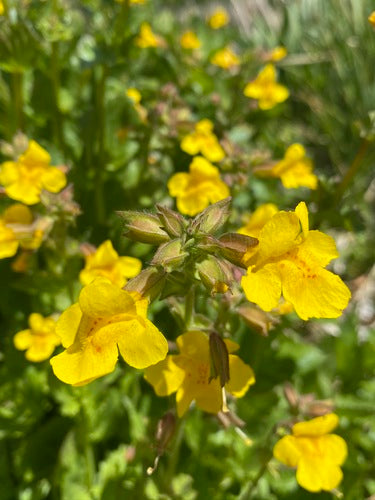 Seep Monkey Flower