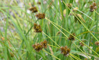 Chamisso Sedge