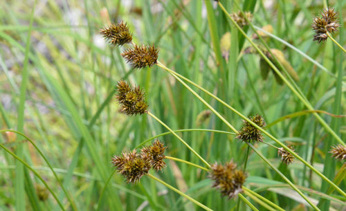 Chamisso Sedge