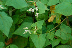 Perennial Buckwheat