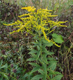 Goldenrod