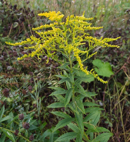 Goldenrod