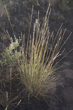 Bluebunch Wheatgrass