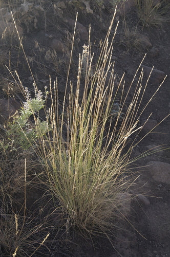 Bluebunch Wheatgrass