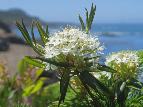 Labrador Tea
