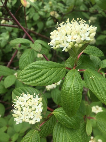 Red Osier Dogwood