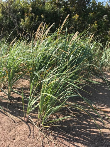 Beach Dune Grass