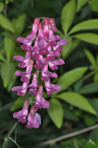 Giant Black Vetch