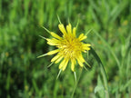 Goat's Beard