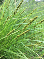 Fox Sedge