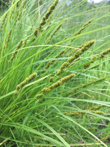 Fox Sedge