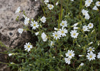 Field Chickweed
