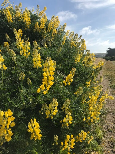 Yellow Bush Lupine