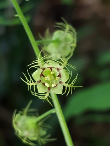 Creeping Mitewort