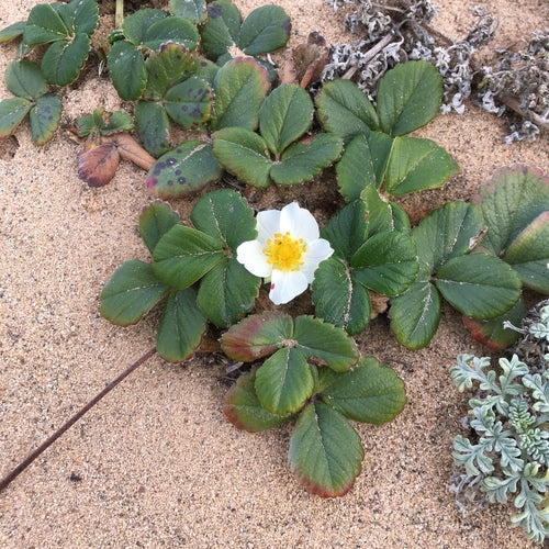 Coastal Strawberry