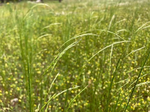 Slender Hair Grass