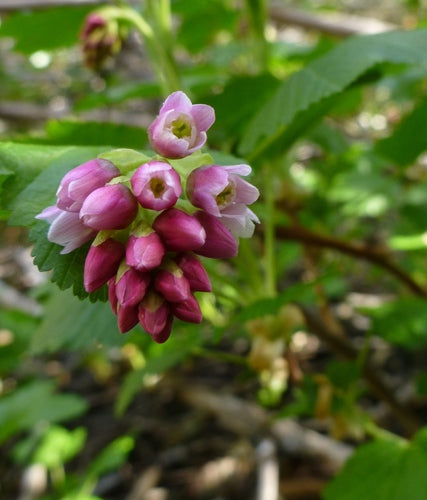 Sierra Currant