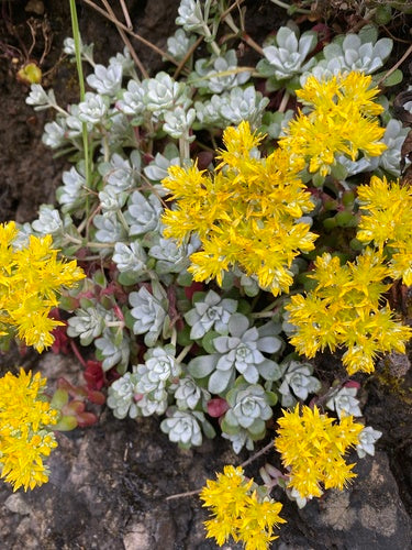 Broadleaf Stonecrop