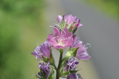 Meadow Checkermallow