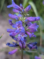Penstemon rydbergii
