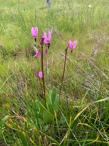 Dark Throated Shooting Star
