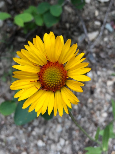 Blanket Flower