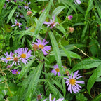 Douglas Aster