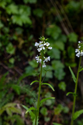 Pacific Rockcress