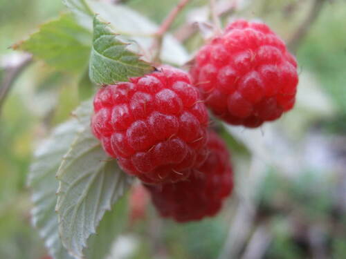 Raspberry “Golden”