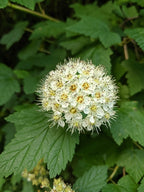 Pacific Ninebark