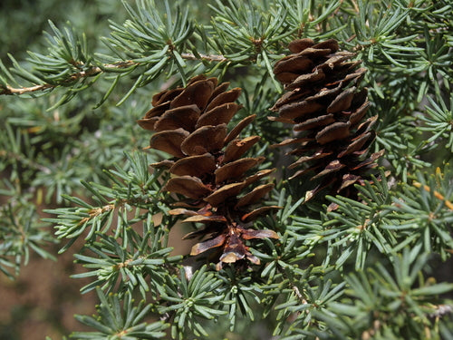 Mountain hemlock