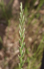 Creeping Wild Rye