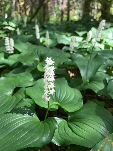 False Lily Of the Valley
